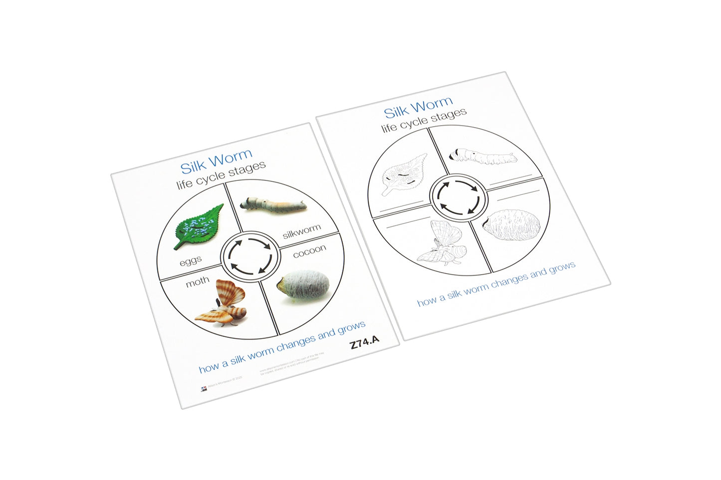 Life Cycle of a Silk Worm Cards (Printed)