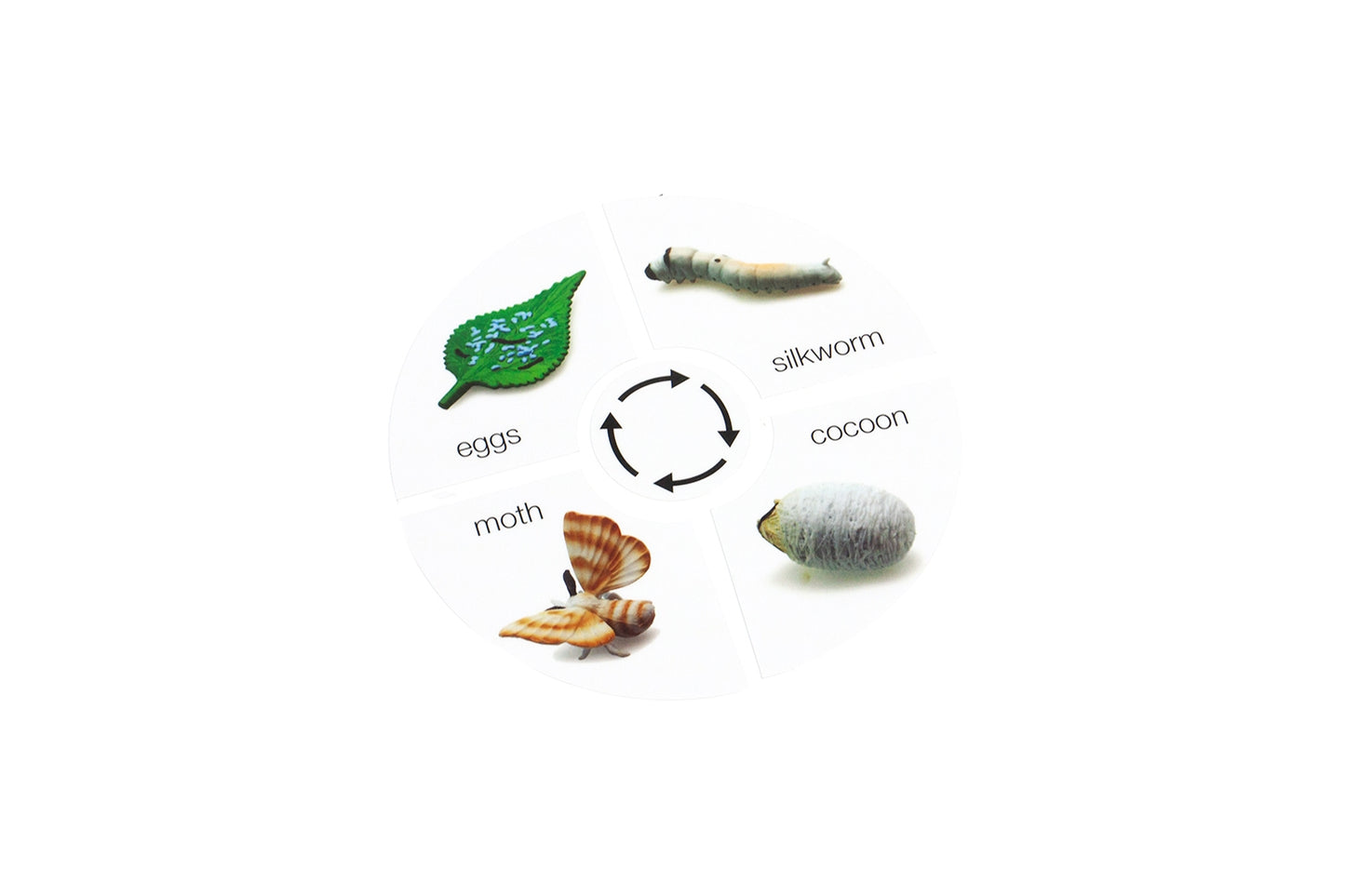 Life Cycle of a Silk Worm Cards (Printed)
