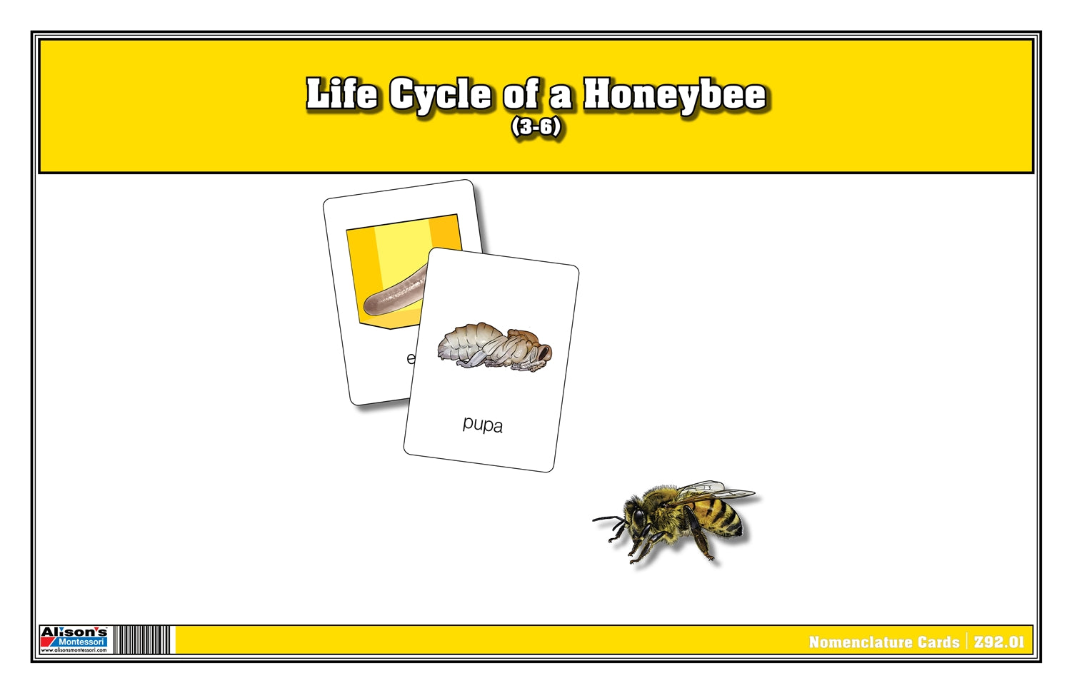 Life Cycle of a Honeybee Nomenclature Cards (Printed)