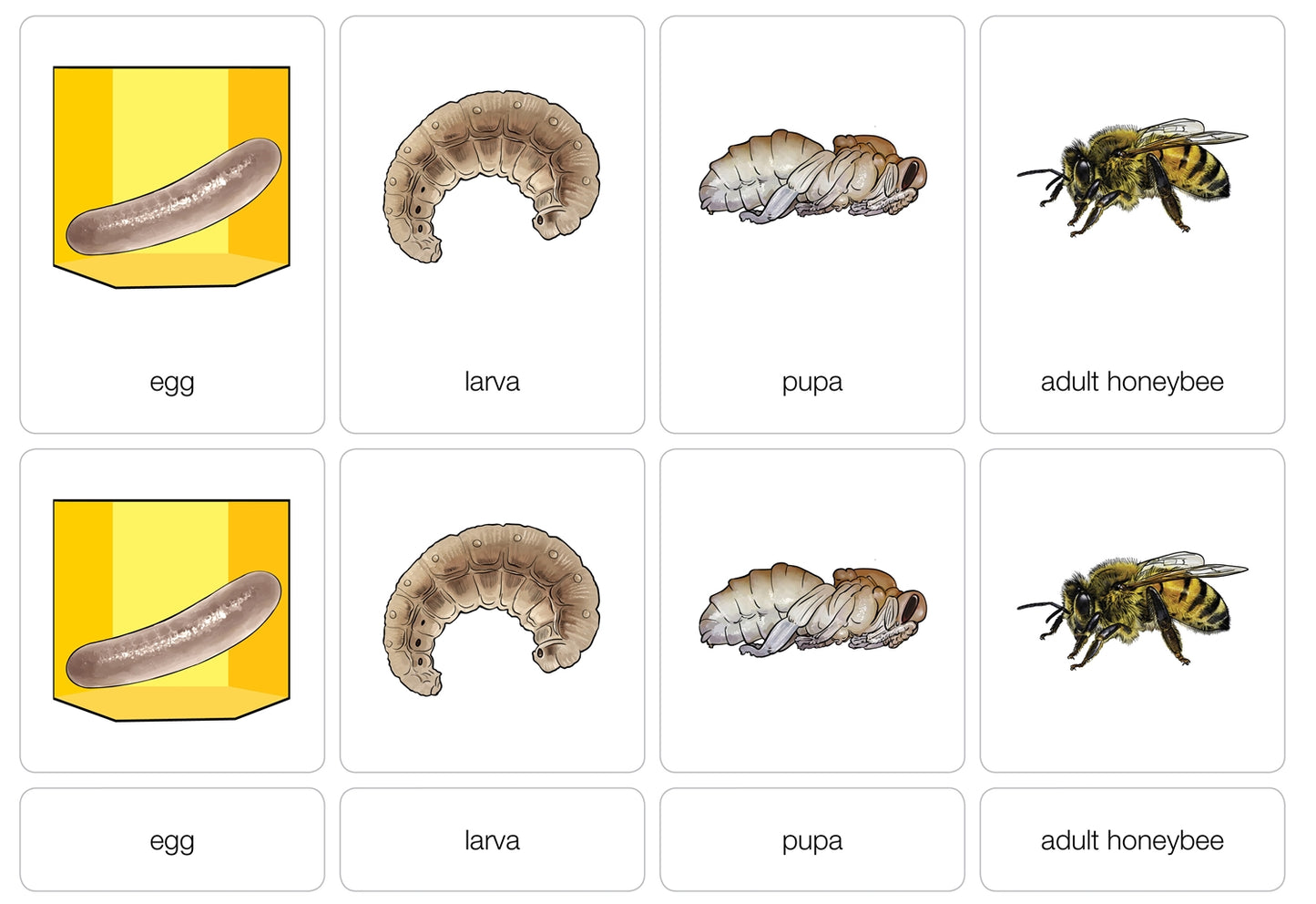 Life Cycle of a Honeybee Nomenclature Cards (Printed)
