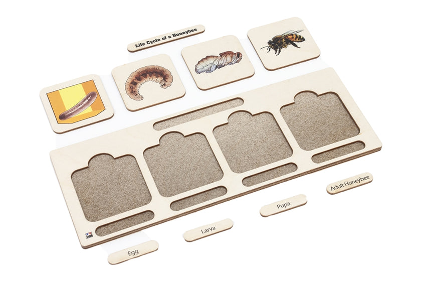 Life Cycle Puzzle: Honeybee