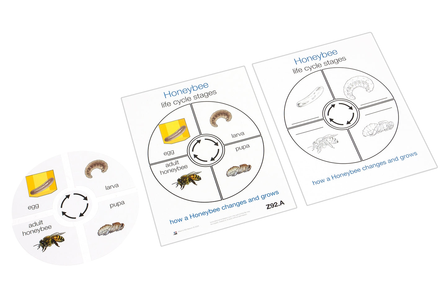 Life Cycle of a Honeybee (Printed)