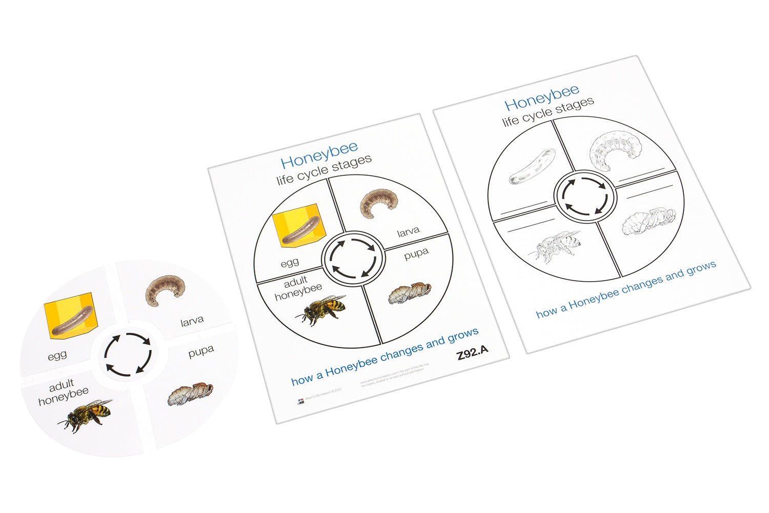 Life Cycle of a Honeybee (Printed)