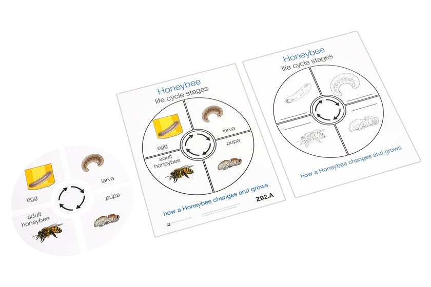 Life Cycle of a Honeybee (Printed)