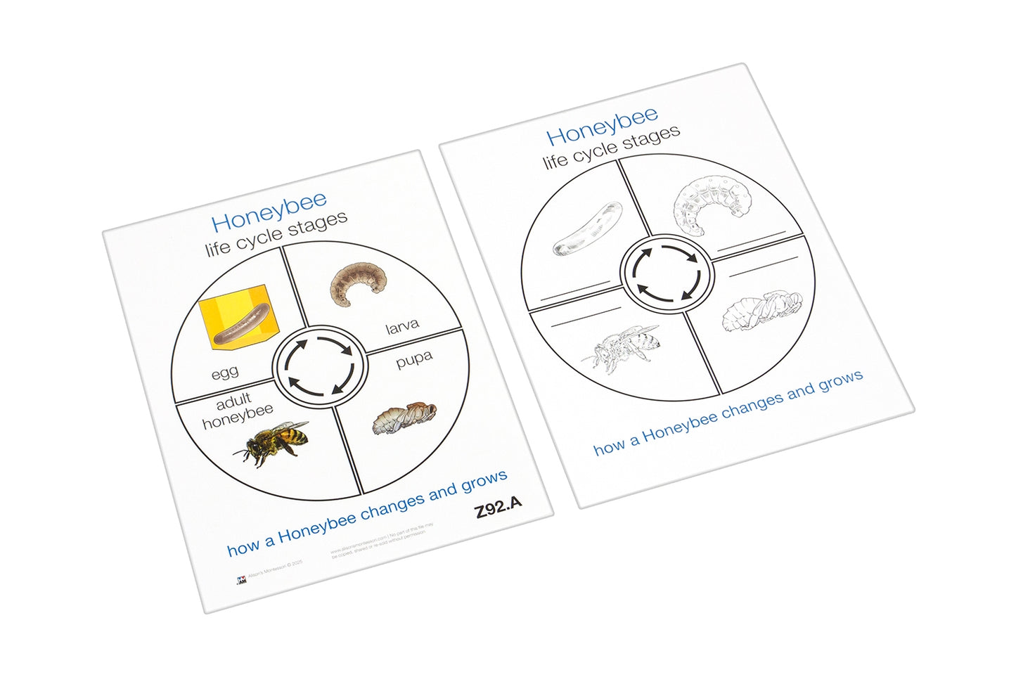 Life Cycle of a Honeybee (Printed)