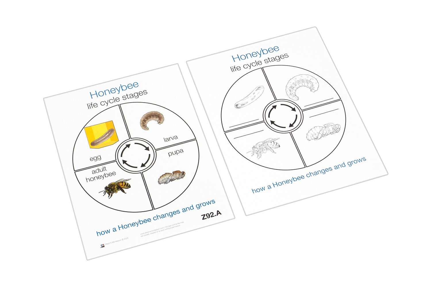 Life Cycle of a Honeybee (Printed)