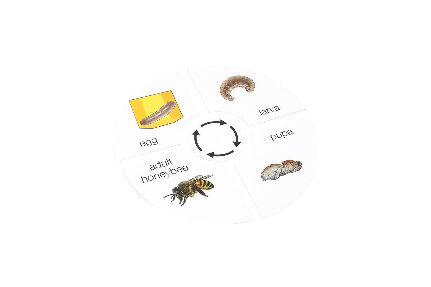 Life Cycle of a Honeybee (Printed)