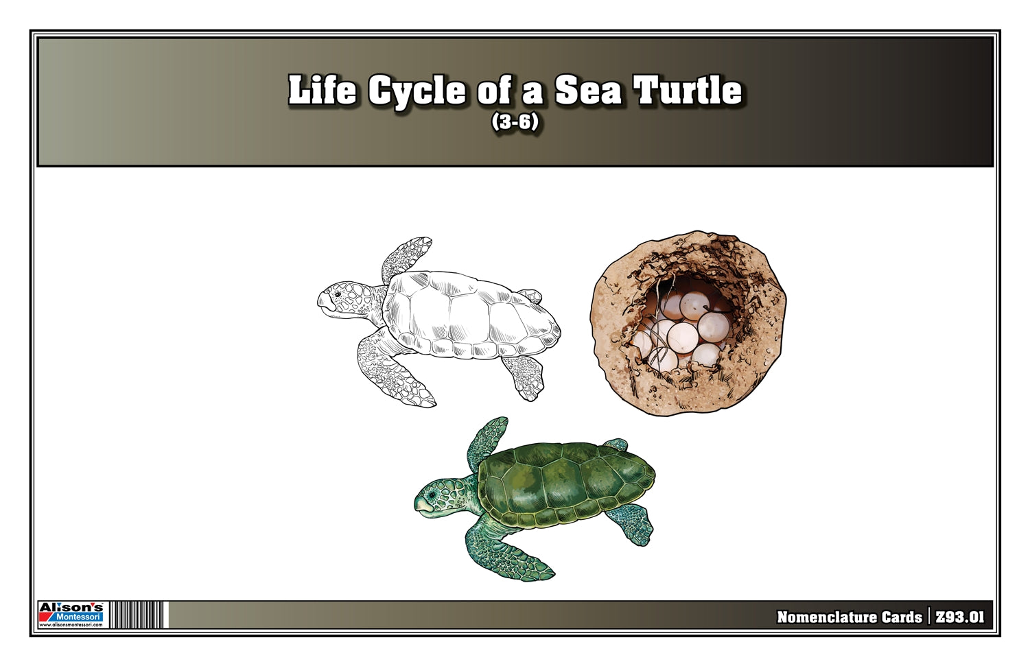 Life Cycle of a Sea Turtle Nomenclature Cards (Printed)