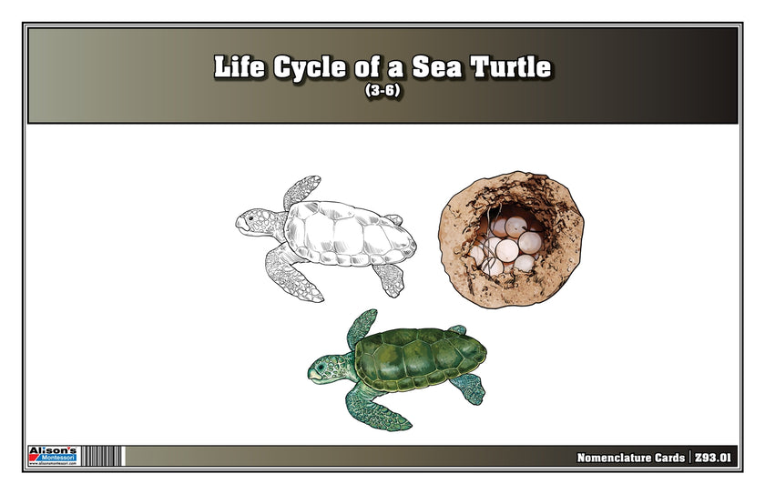Life Cycle of a Sea Turtle Nomenclature Cards (Printed)