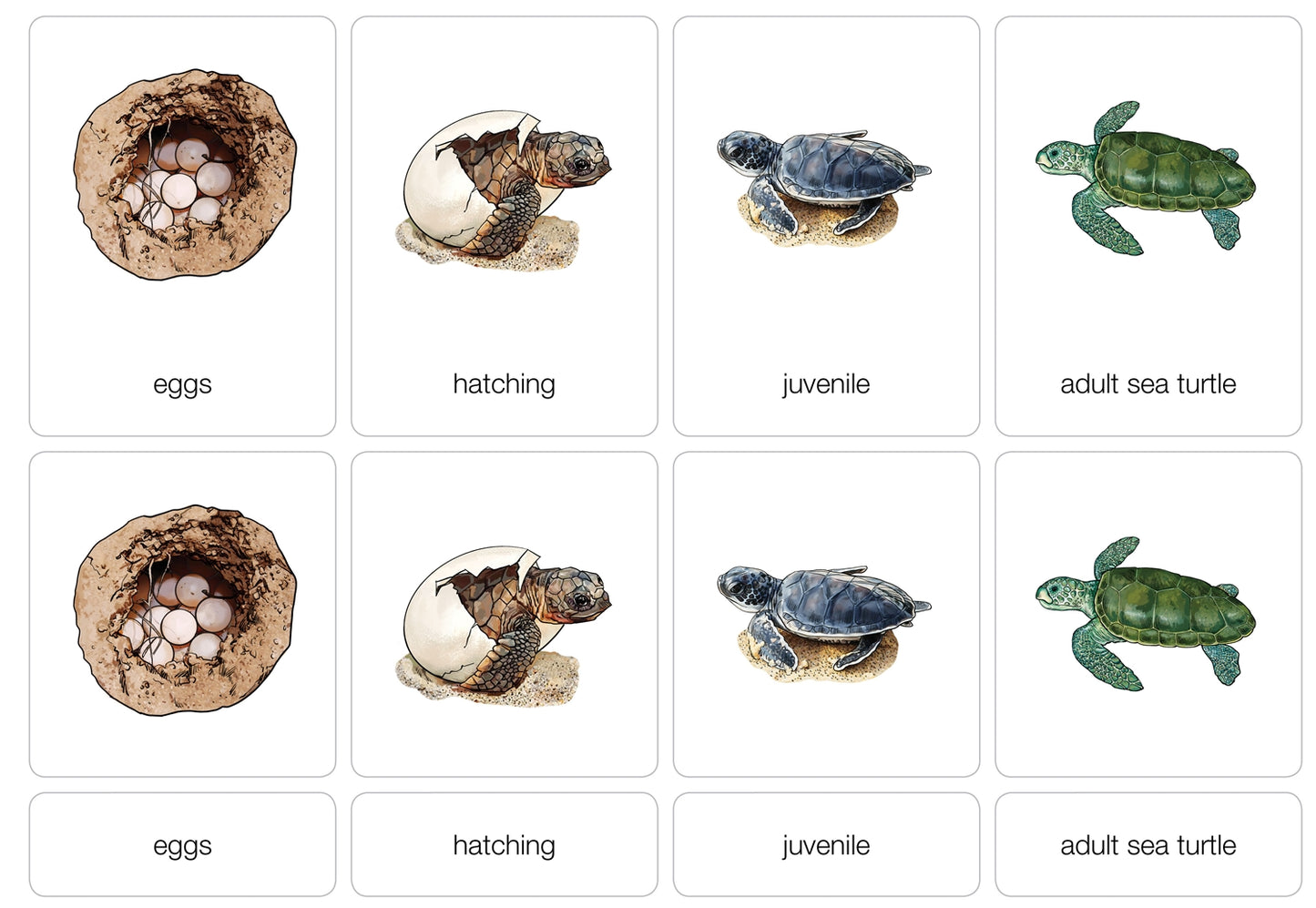 Life Cycle of a Sea Turtle Nomenclature Cards (Printed)
