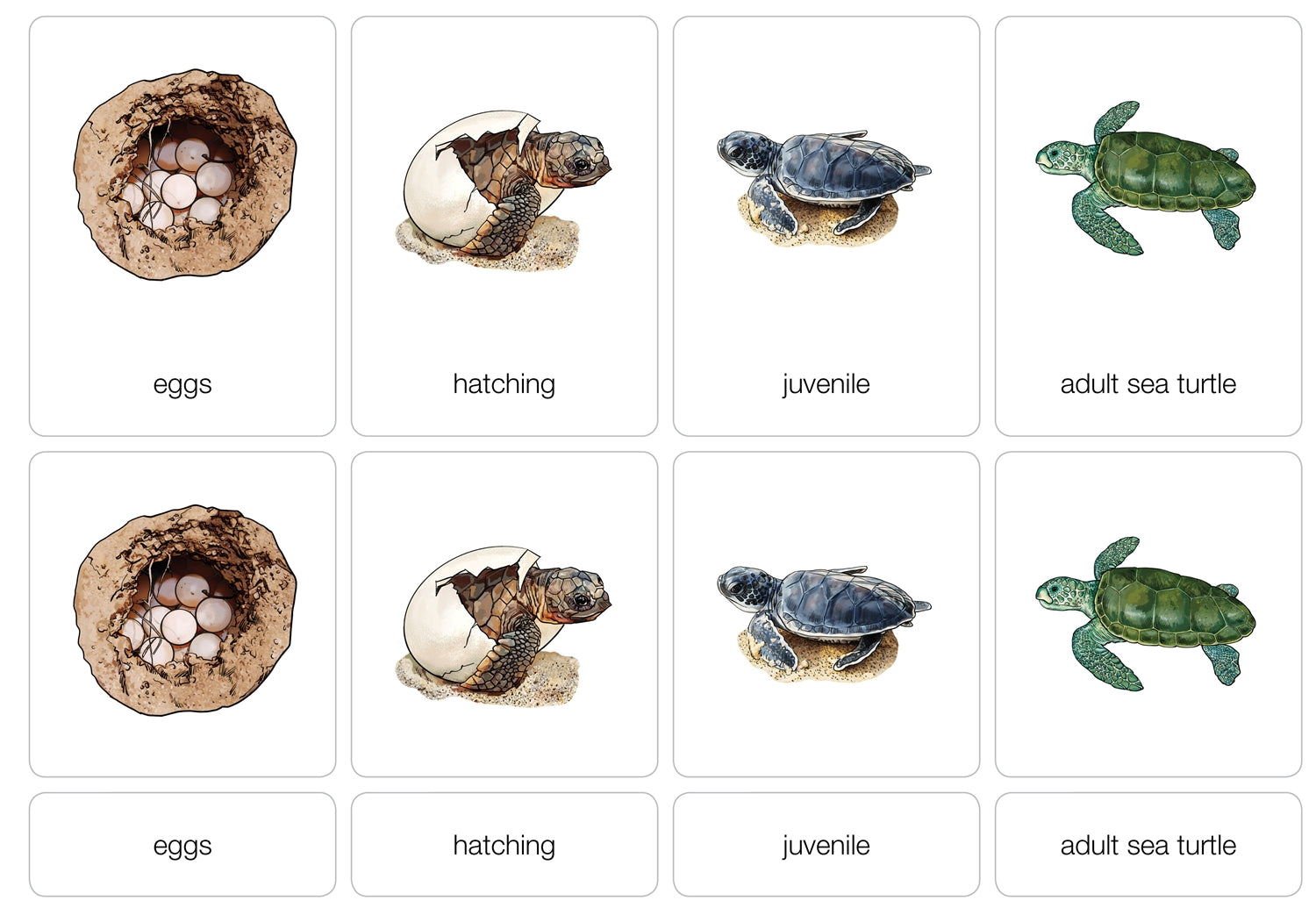 Life Cycle of a Sea Turtle Nomenclature Cards (Printed)