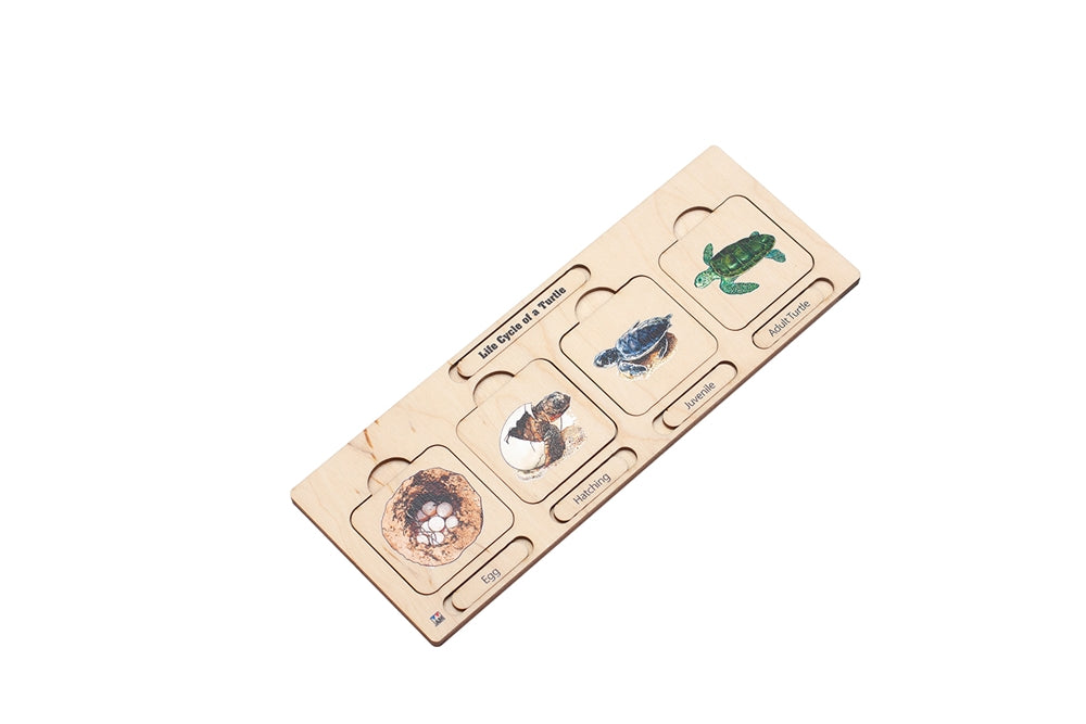Life Cycle Puzzle: Sea Turtle