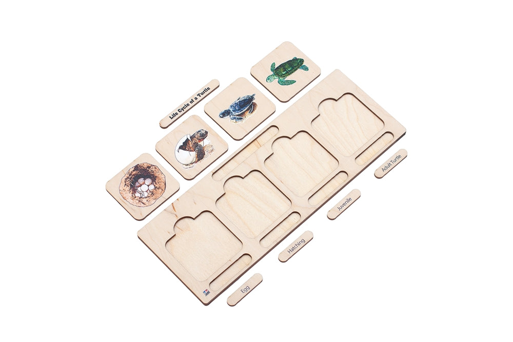 Life Cycle Puzzle: Sea Turtle