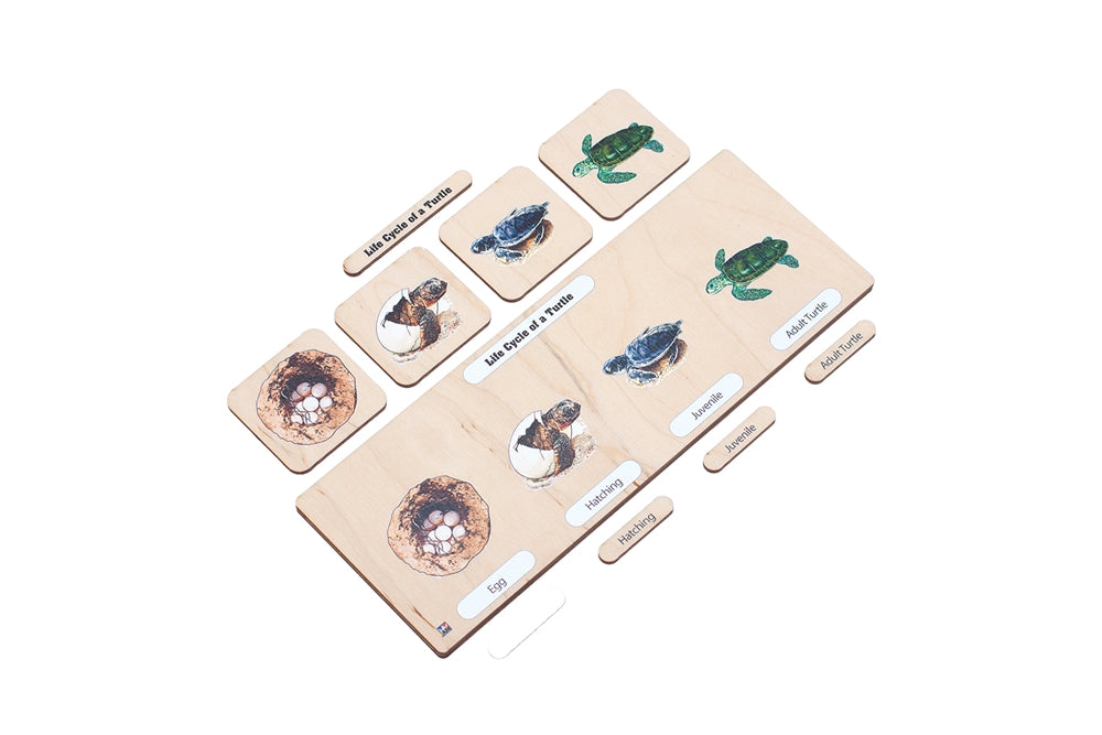 Life Cycle Puzzle: Sea Turtle