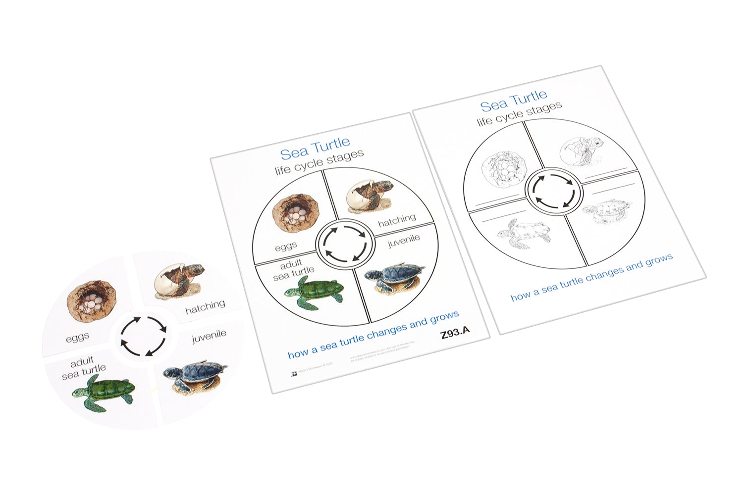 Life Cycle of a Sea Turtle (Printed)