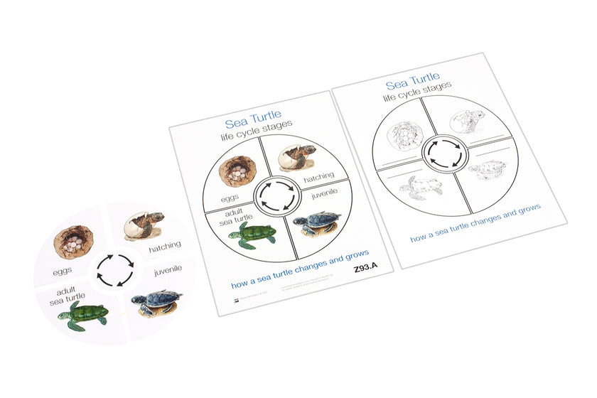Life Cycle of a Sea Turtle (Printed)