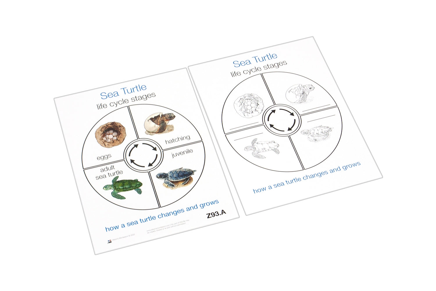 Life Cycle of a Sea Turtle (Printed)