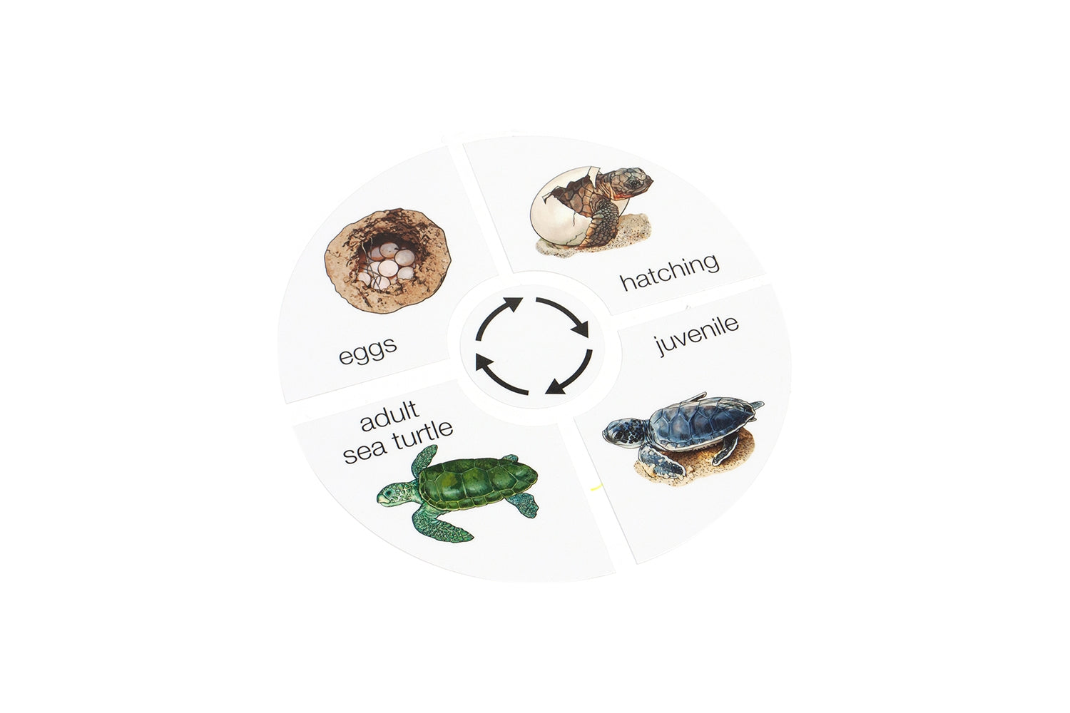 Life Cycle of a Sea Turtle (Printed)