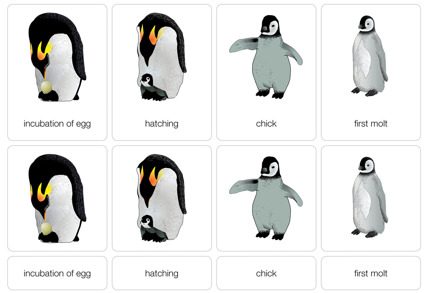 Life Cycle of a Penguin Nomenclature Cards (Printed)