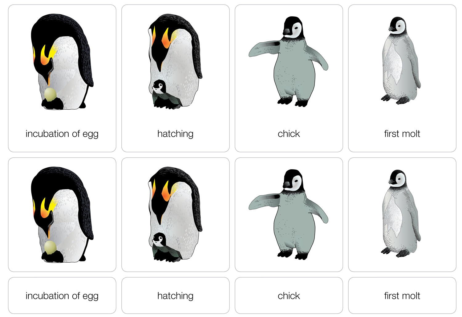 Life Cycle of a Penguin Nomenclature Cards (Printed)
