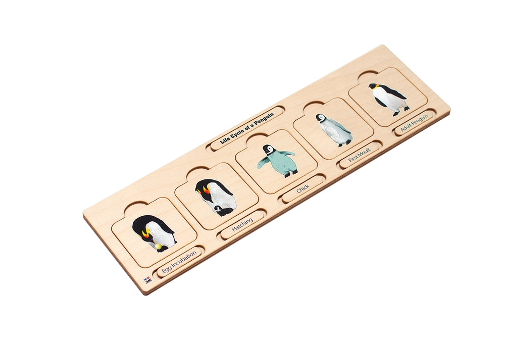 Life Cycle Puzzle: Penguin