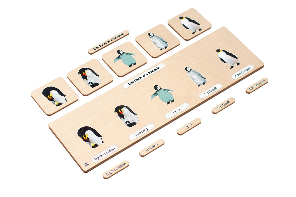 Life Cycle Puzzle: Penguin