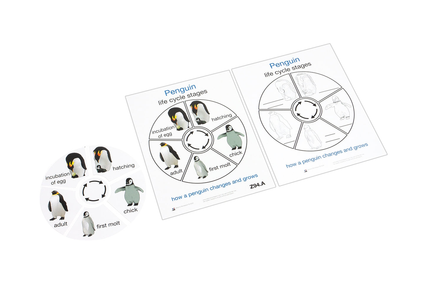 Life Cycle of a Penguin (Printed)