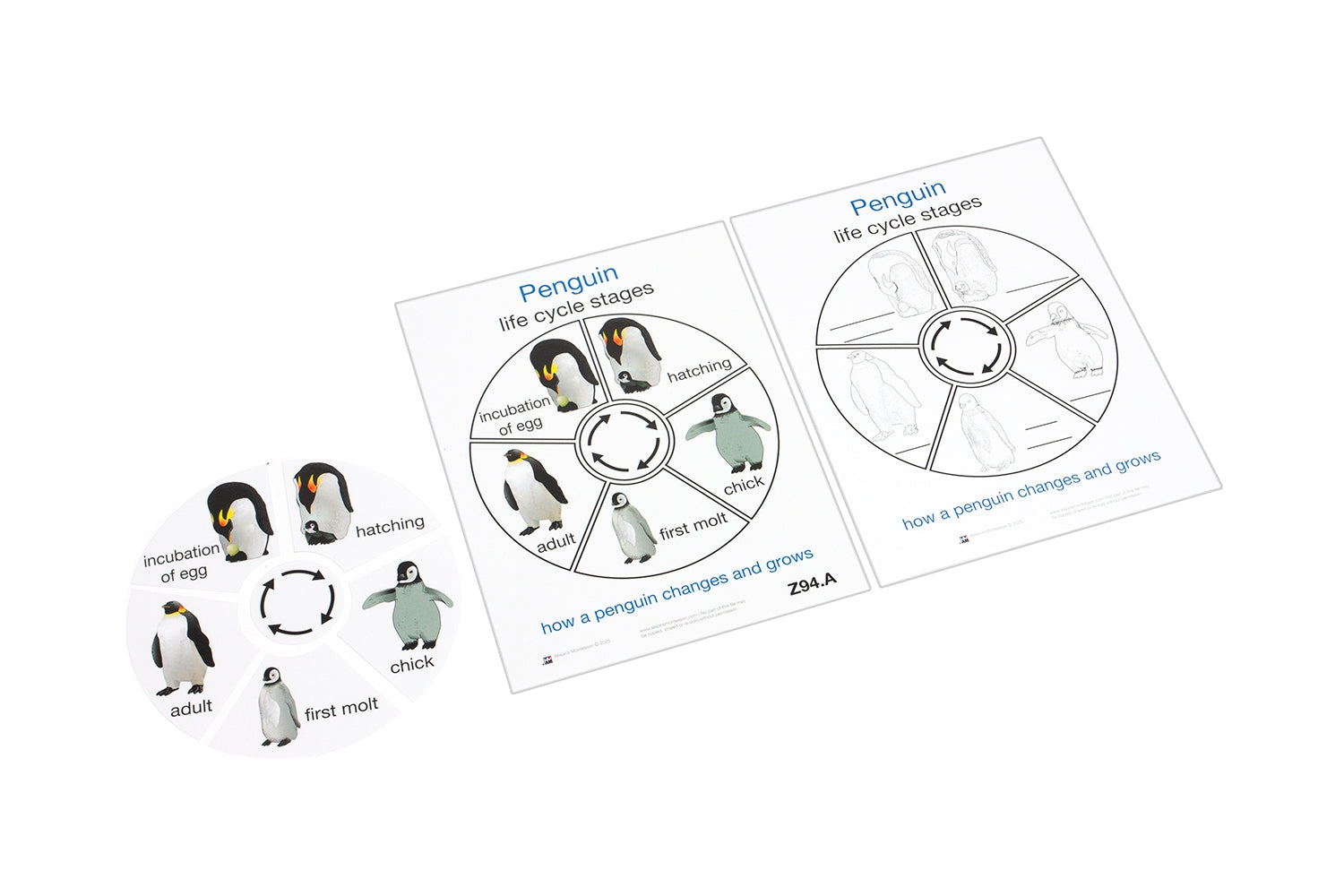 Life Cycle of a Penguin (Printed)