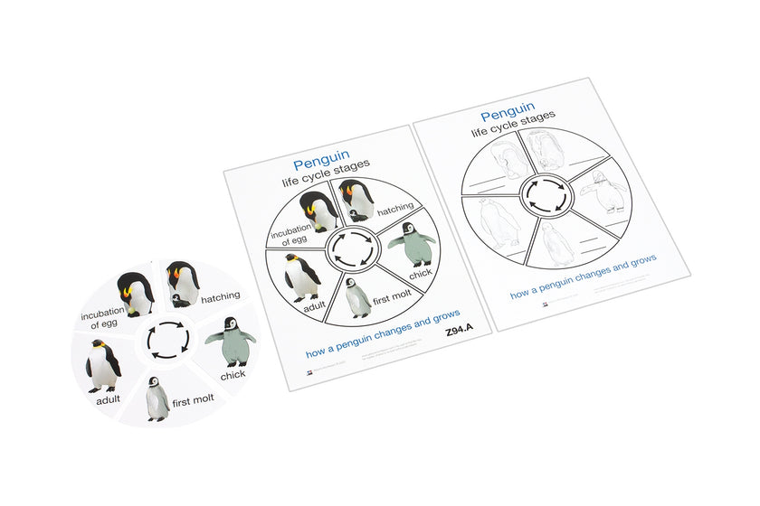 Life Cycle of a Penguin (Printed)