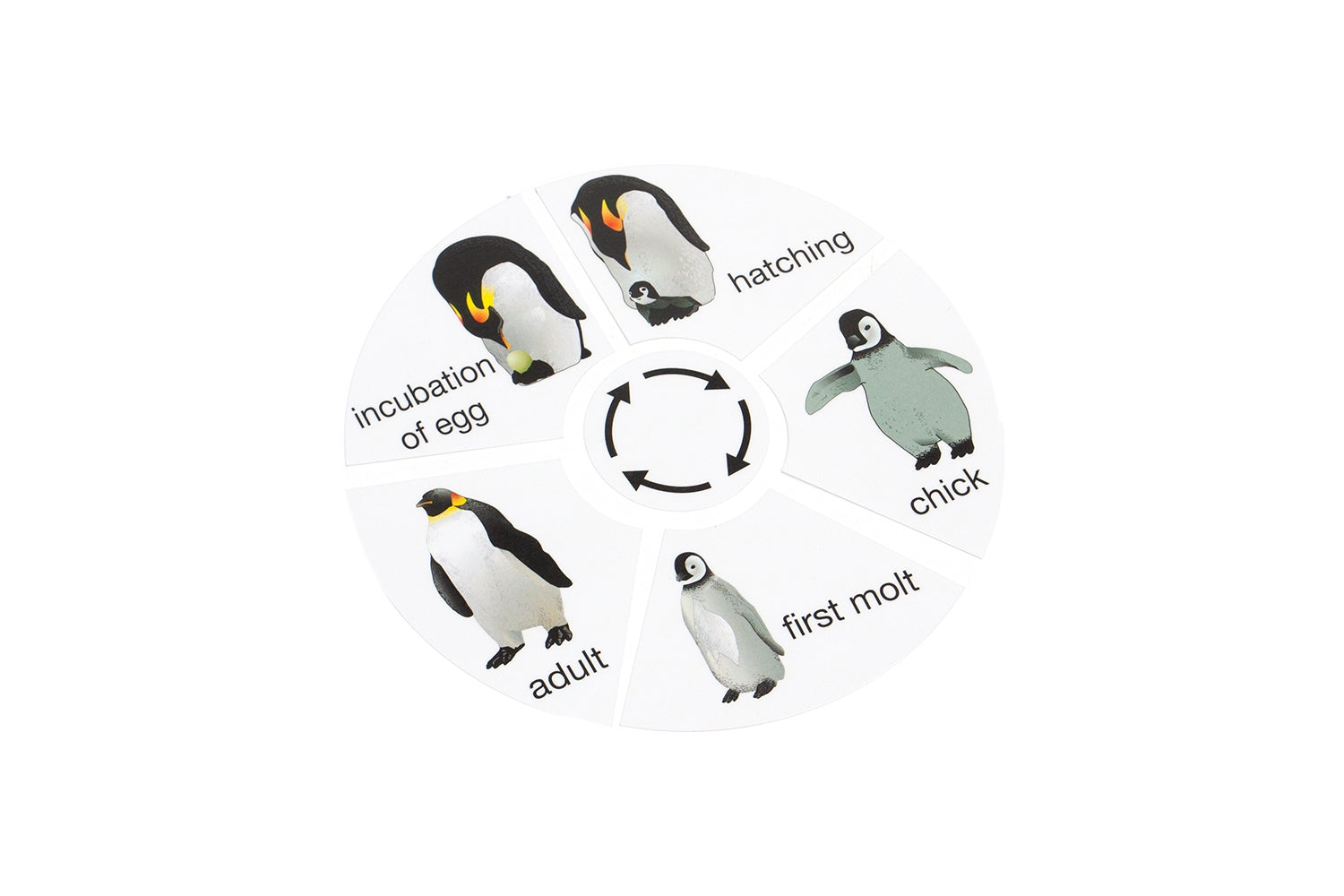 Life Cycle of a Penguin (Printed)