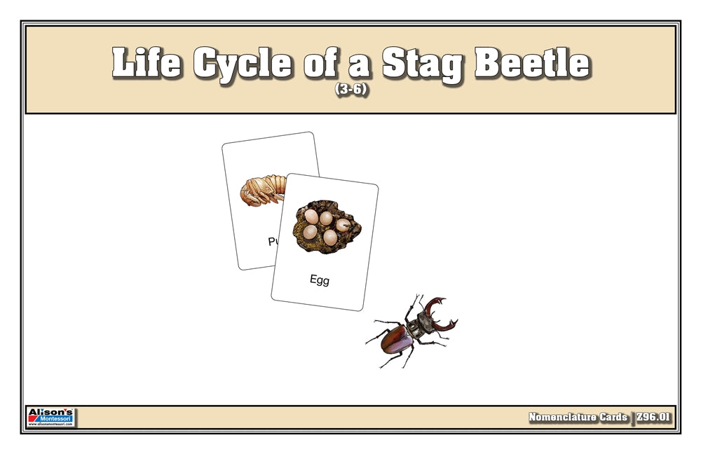 Life Cycle of a Stag Beetle Nomenclature Cards (Printed)v