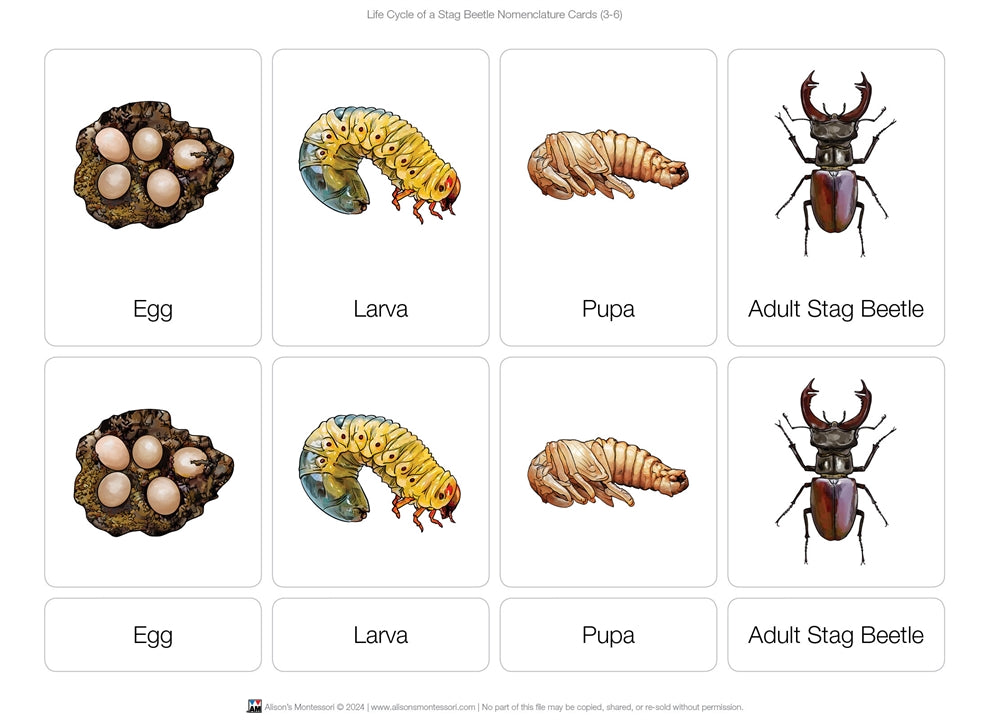 Life Cycle of a Stag Beetle Nomenclature Cards (Printed)