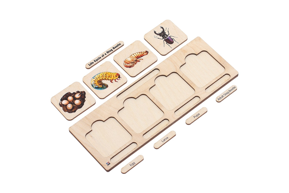 Life Cycle Puzzle: Stag Beetle