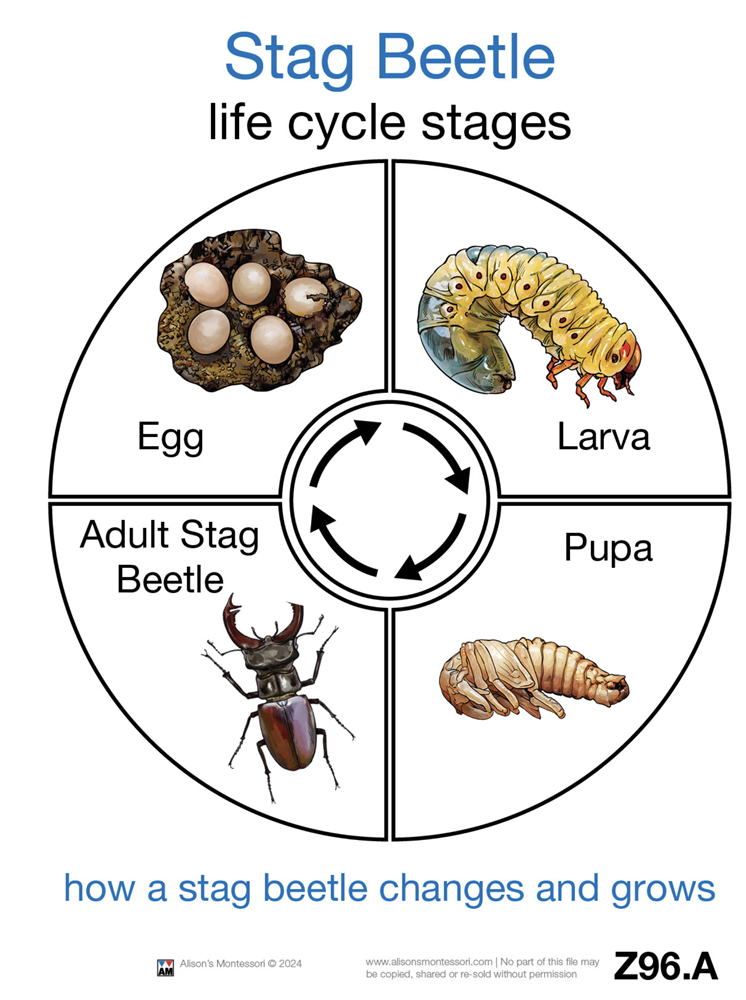 Life Cycle of a Stag Beetle Cards