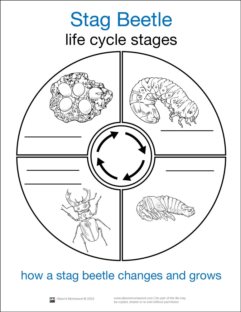 Life Cycle of a Stag Beetle Cards
